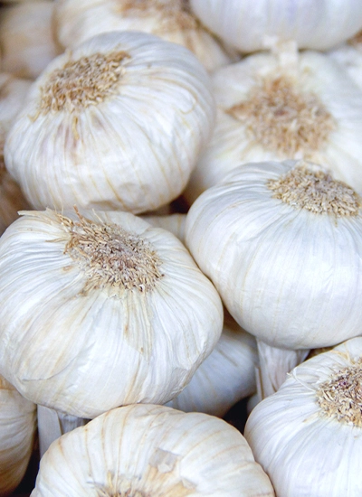 Garlic