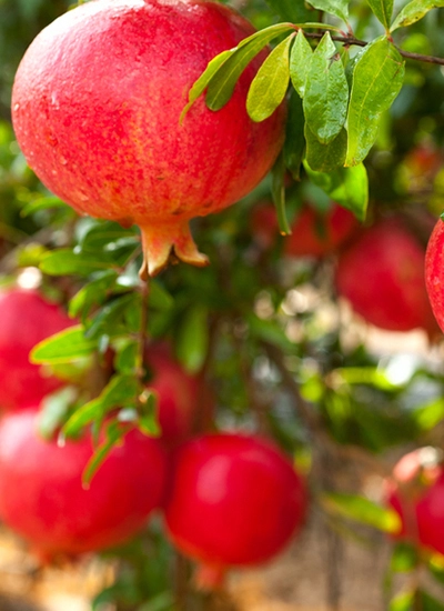 Pomegranate